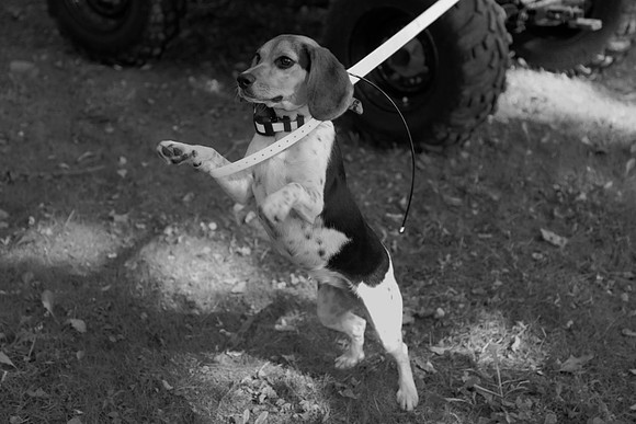 _N2A9404 bw copy