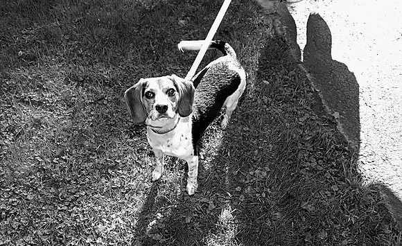 _N2A9321 bw copy